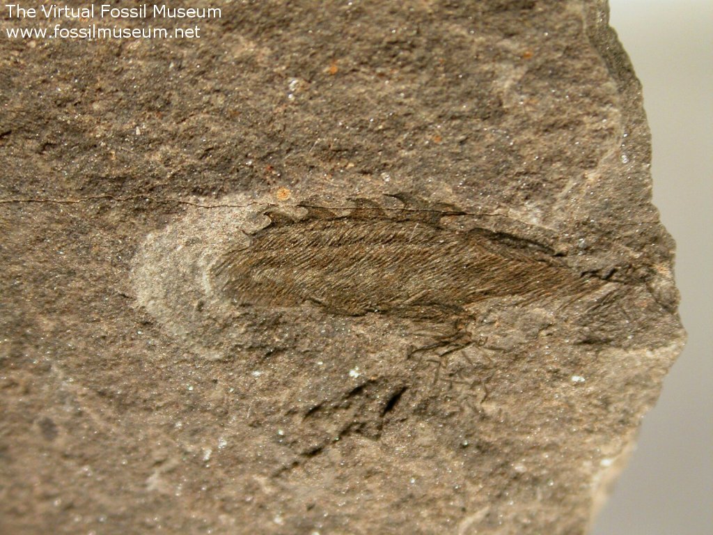 Jawless Fossil Fish