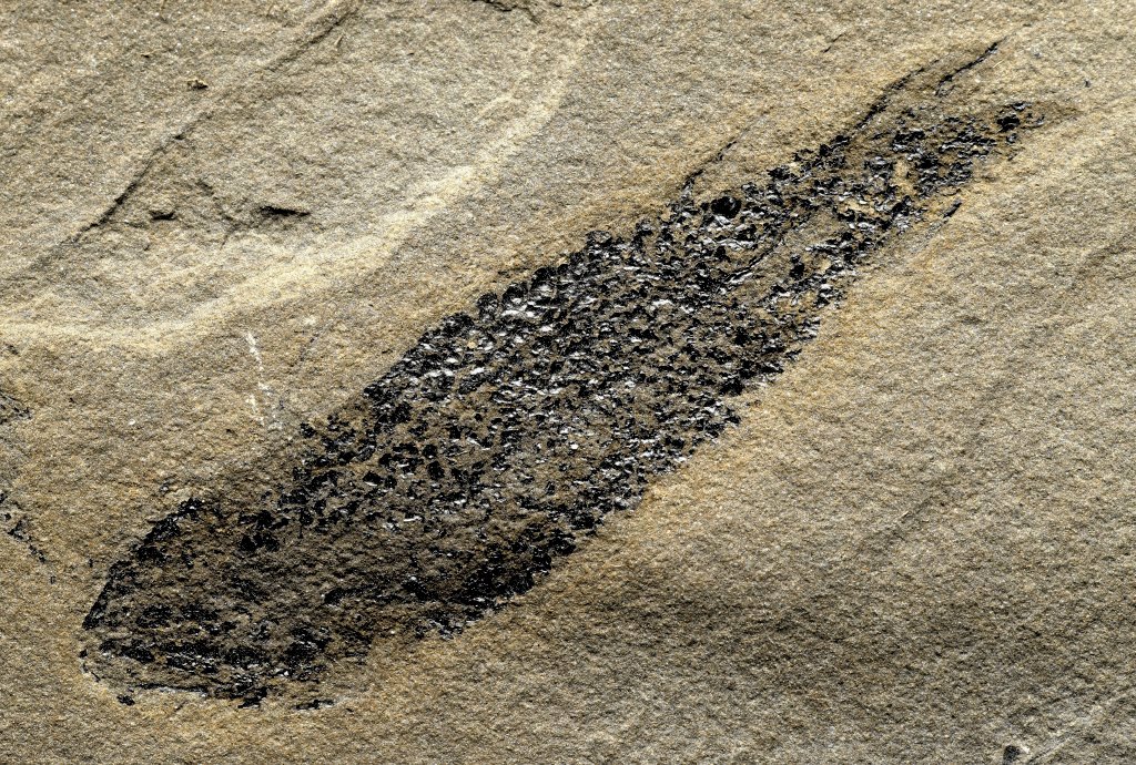 Osteolepis Devonian Fish Fossils