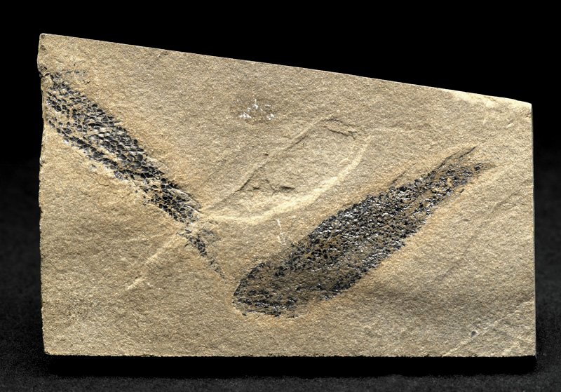 Osteolepis panderi Paleozoic Lobe Finned Fish Fossils