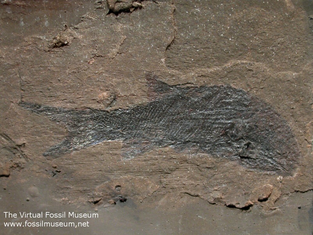 Permian Fossil Fish