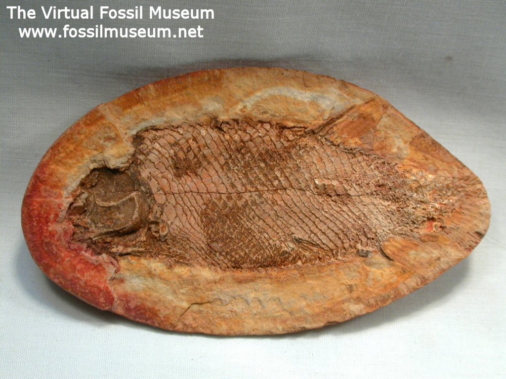 Amiiformes Triassic Fossil Fish