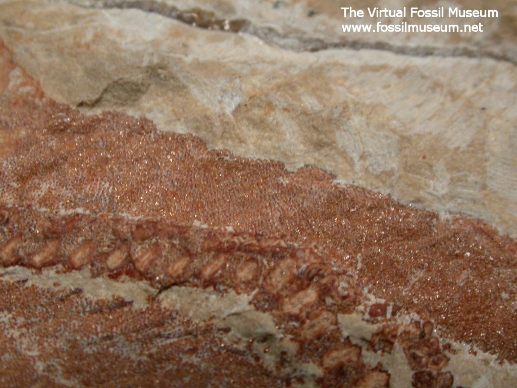 Shark Fossil denticles