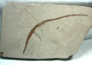 Syngnathiformes Pipefish Fossil