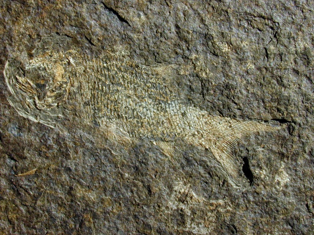 Aeduella blainvillei Paleozoic Fish Fossil from Odernheim Red Beds