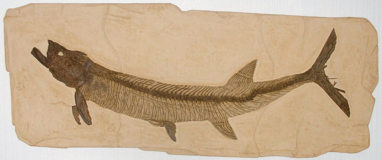 Ichthyodectes ctenodon Cretaceous Fish Fossil