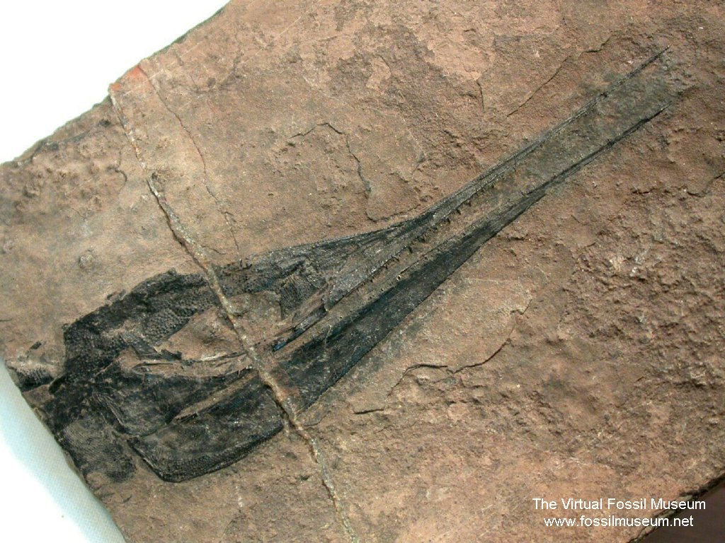 Saurichthys Triassic Fish Fossil