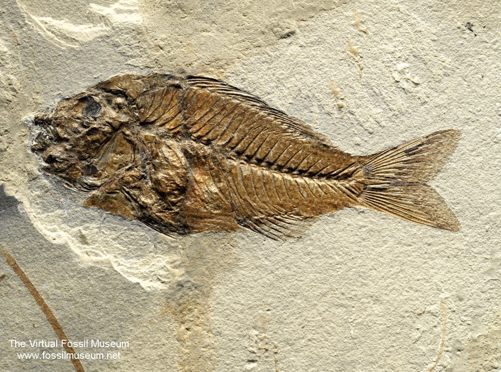 Sparnodus Bolca Fish