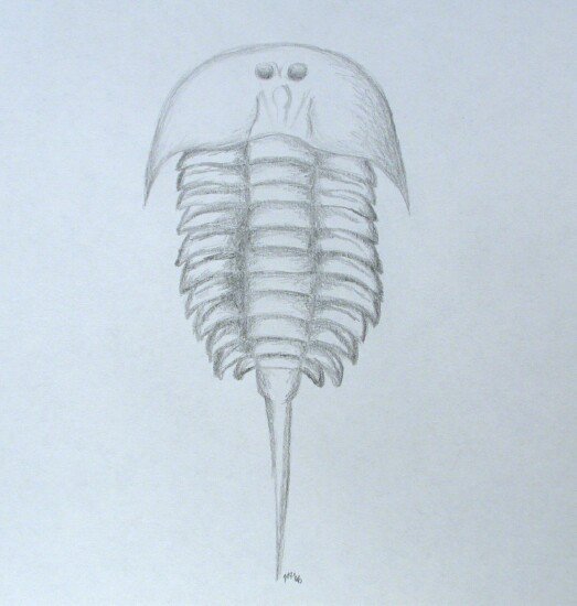 Aglaspid Fossil Art