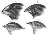 Darwin's Finches