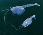 Waptia fieldensis from Burgess Shale