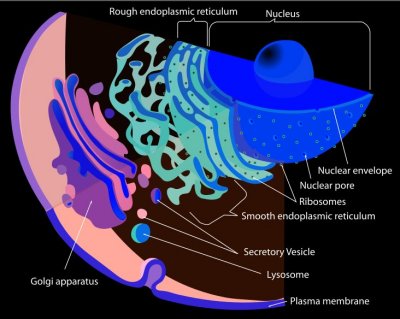 Eukaryotic Cell Endomembrane