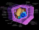 Eukaryotic Plant Cell