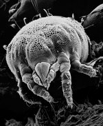 Yellow Mite (Prostigmata Family Tydeidae)