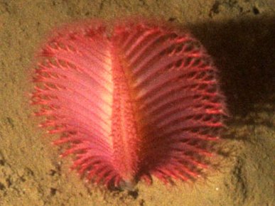 Living Sea Pen