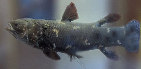 Latimeria chalumnae coelacanth