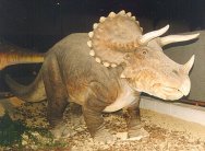 Triceratops model