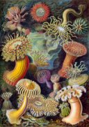 Sea Anemones