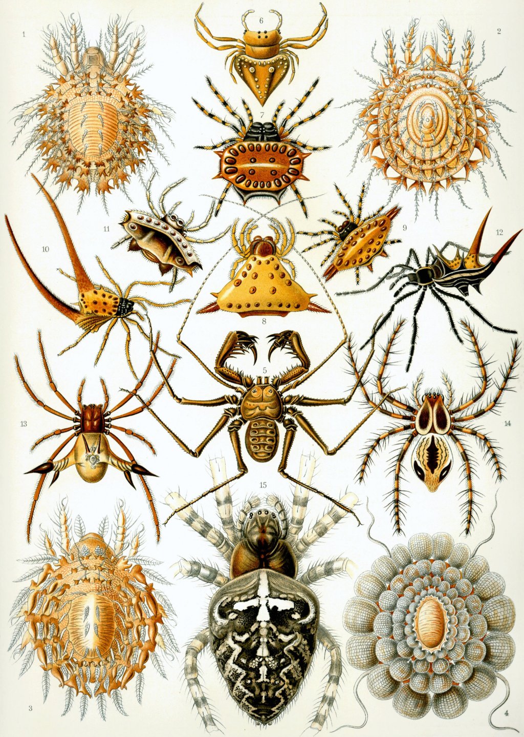 Arachnid Art by Ernst Haeckel