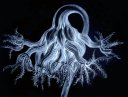 Cnidarian