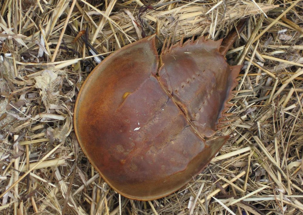 Horseshoe Crabs