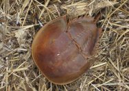 Horseshue Crab Limulus polyphemus