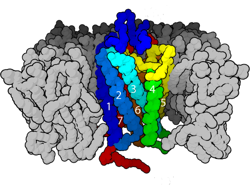 G protein-coupled receptor