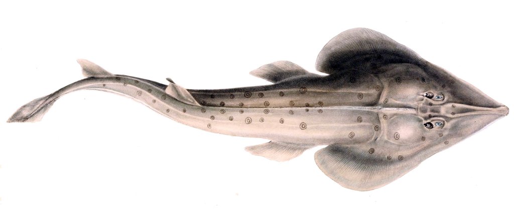 Rhinobatos annulatus