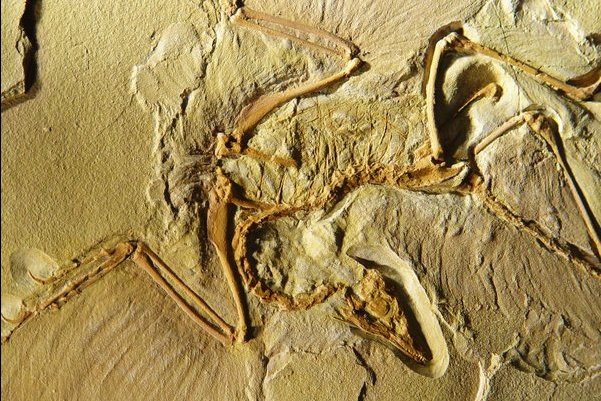 Archaeopteryx fossil