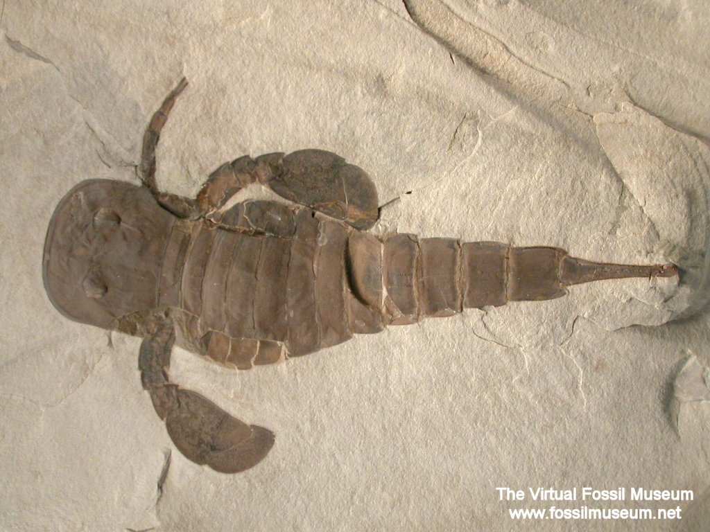 Eurypterid Fossil