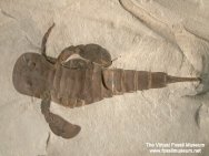 Eurypterus remipes Fossil