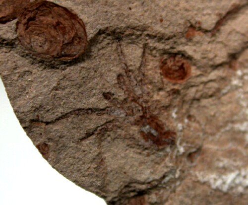 Cretaceous Spider Fossil