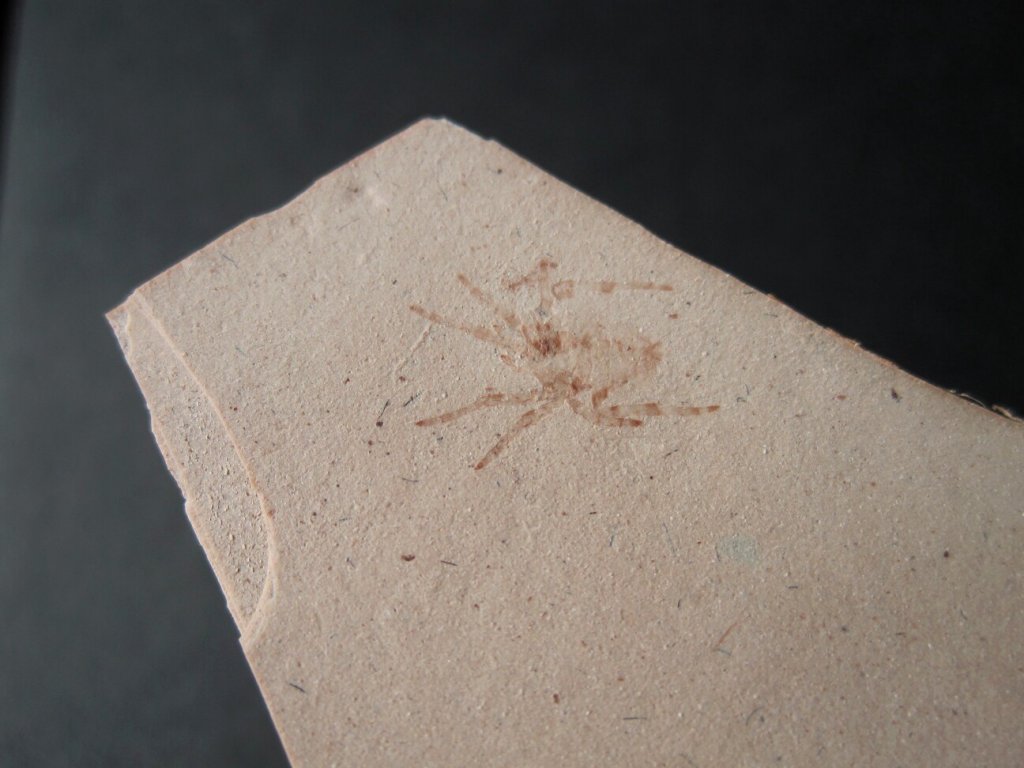 Arachnid Fossil