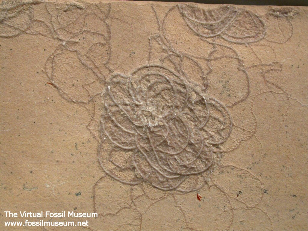 Crinoids