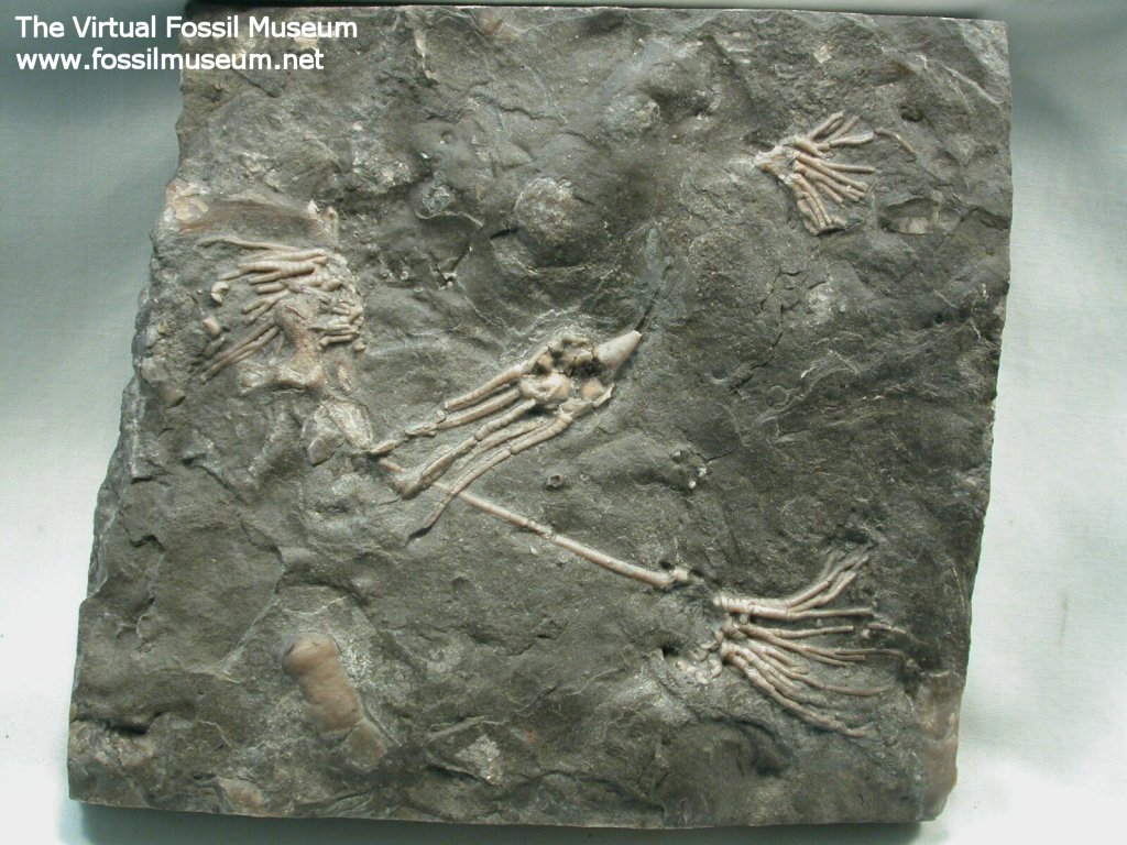 Canadian Cladid Crinoids Cupulocrinus and Porocrinus 