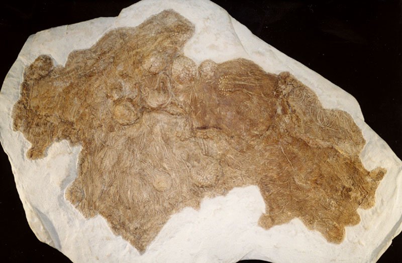 Uintacrinus socialis Cretaceous Crinoid Colony