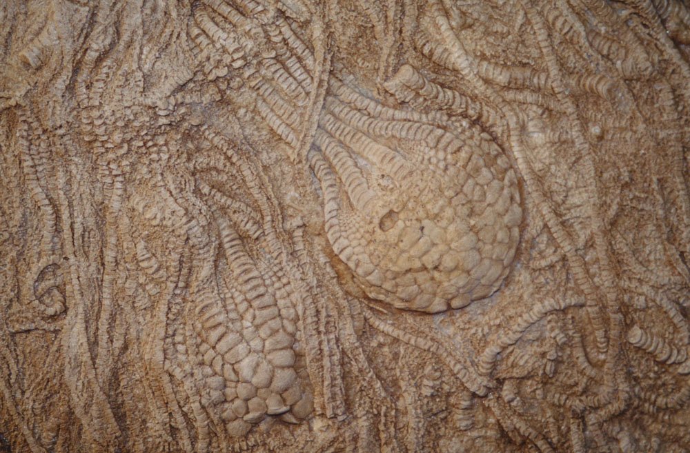 Kansas Chalk Cretaceous Crinoids