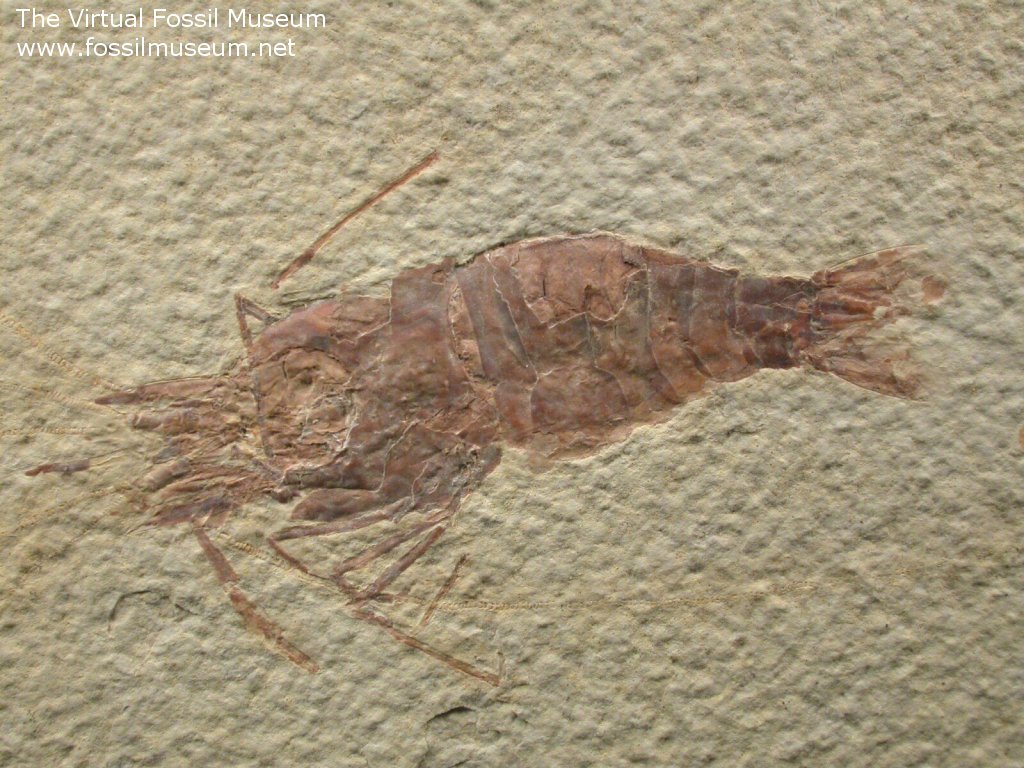 Bechleja rostrata Green River Fossil Prawn