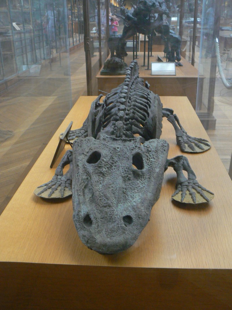 Eryops