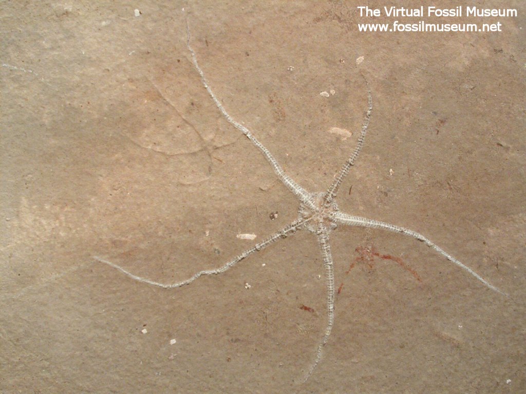 Brittlestar Fossil