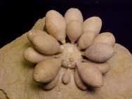 Pseudocidaris mammosa  Echinoid Fossil