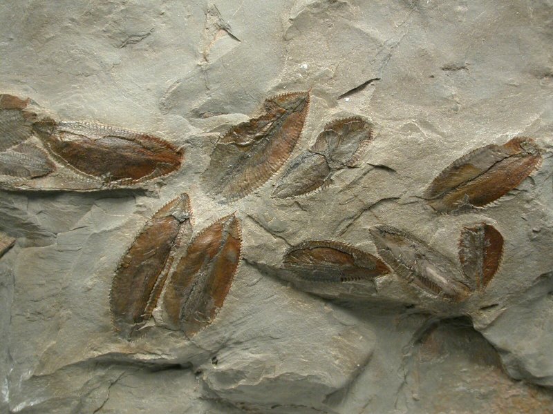 Ordovician Graptolites Assemblage