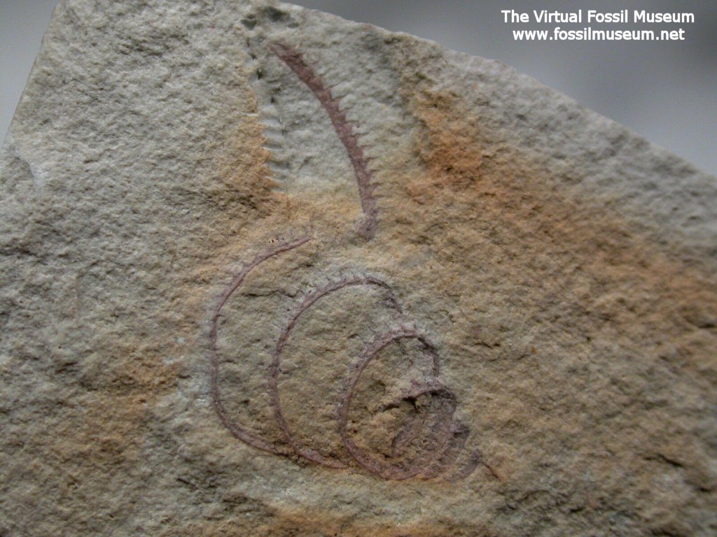 Silurian Graptolite Fossil