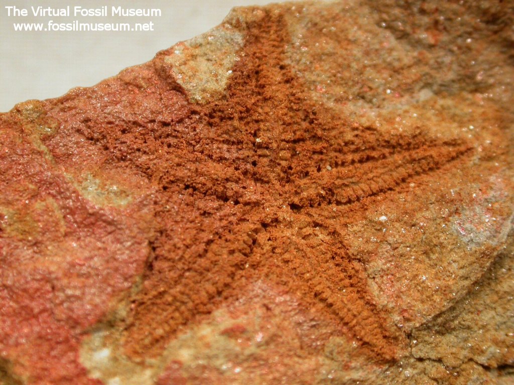 Silurian Starfish Fossil 