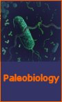 The evolution of life describes along the geological time scale