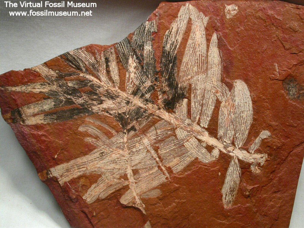 Agathis jurassica Fossil Plant