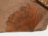 Ginkgo plant fossil