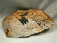 Ginkgo Fossil