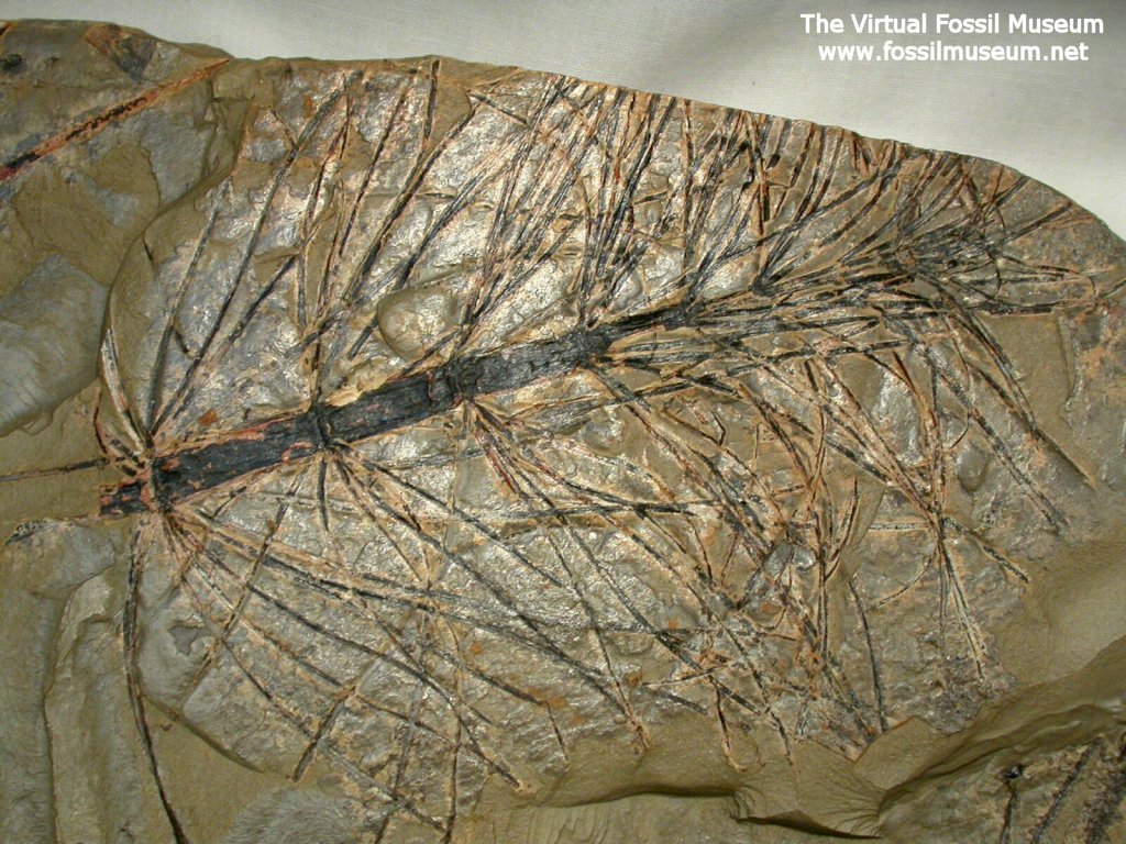 Triassic Neocalamites Plant Fossil