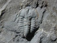 Vanuxemella contracta Trilobite