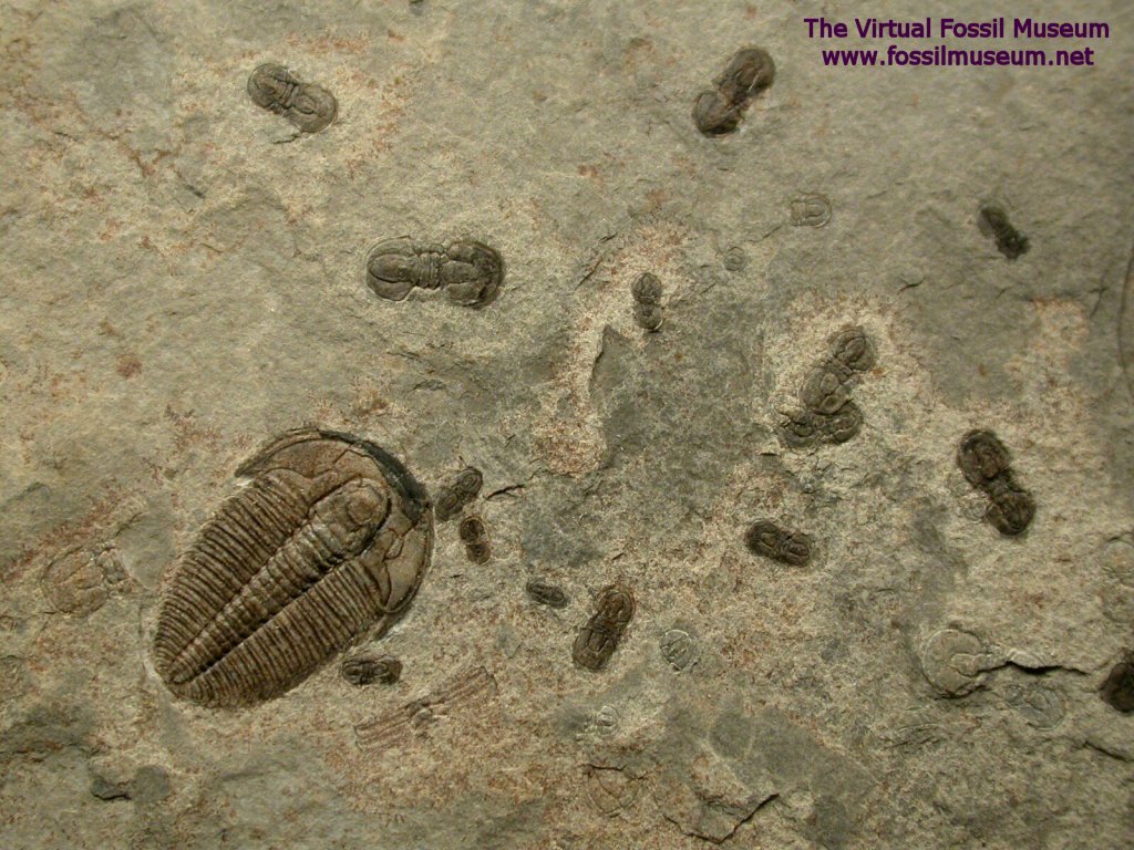 Trilobite Death Assemblage from Marjum Formation